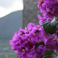 Primavera a gavignano di 