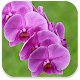 Download Orchids Live Wallpaper For PC Windows and Mac 1.2