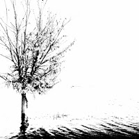 L'albero solitario . . di 