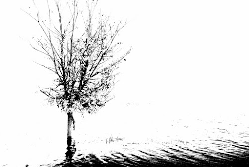 L'albero solitario . . di Hanami