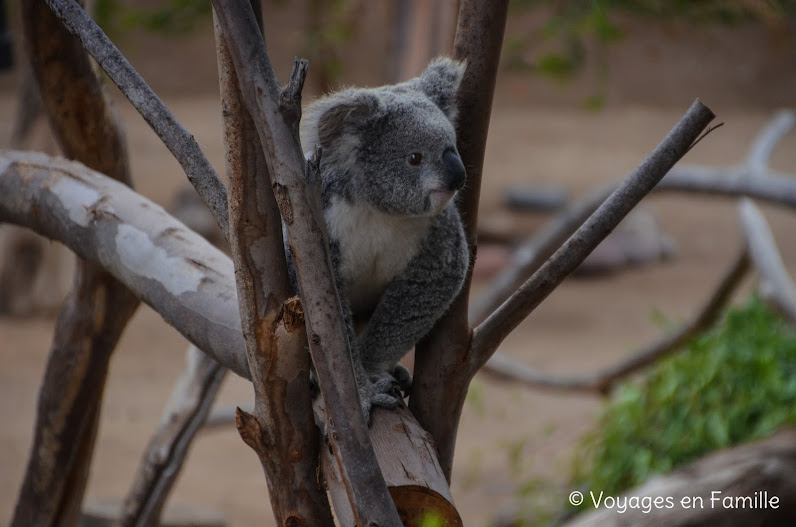 San Diego Zoo, Koalas