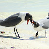 Laughing Gull