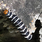 Convict Catterpillar