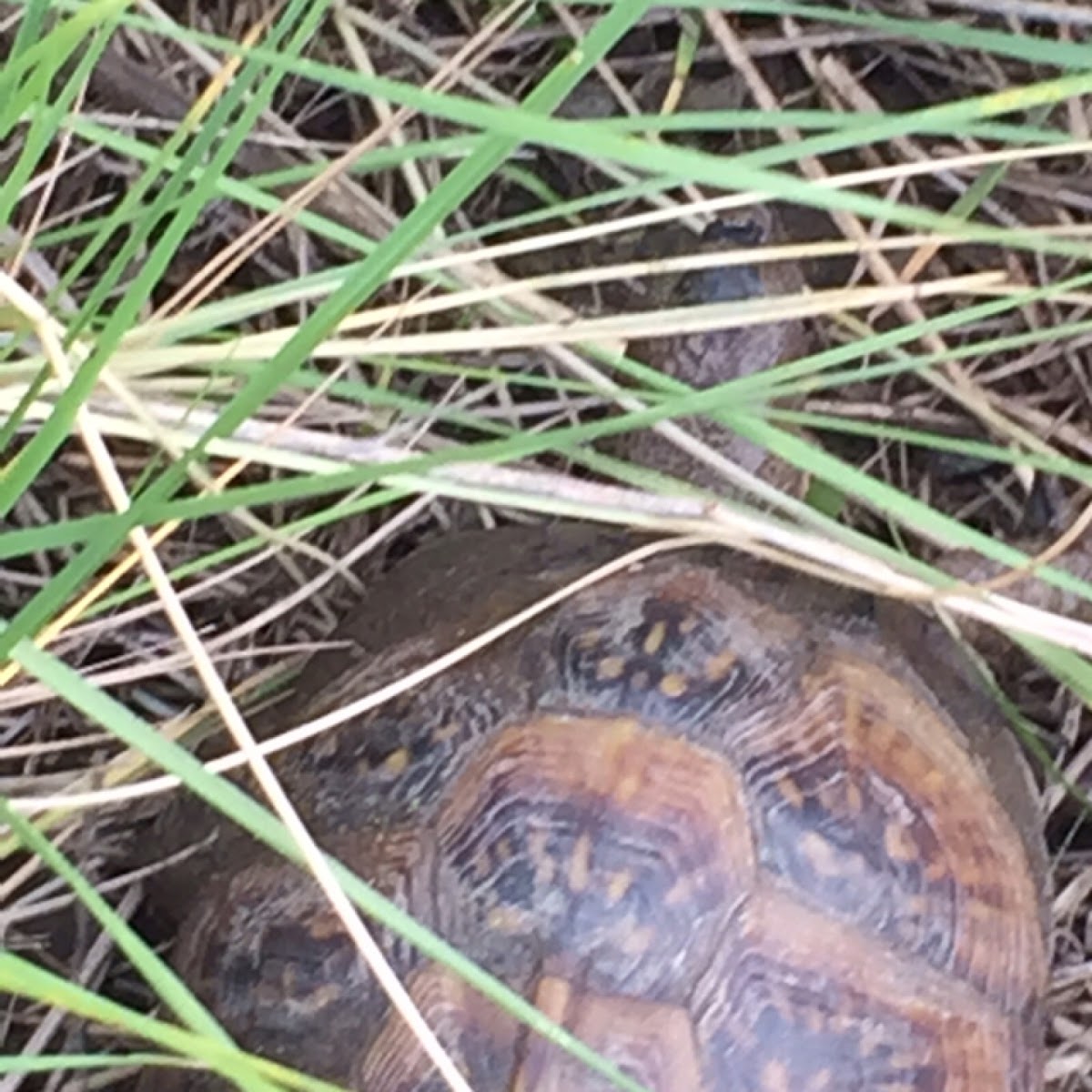 Box Turtle