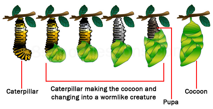 life cycle of a butterfly stage making the butterfly cocoon