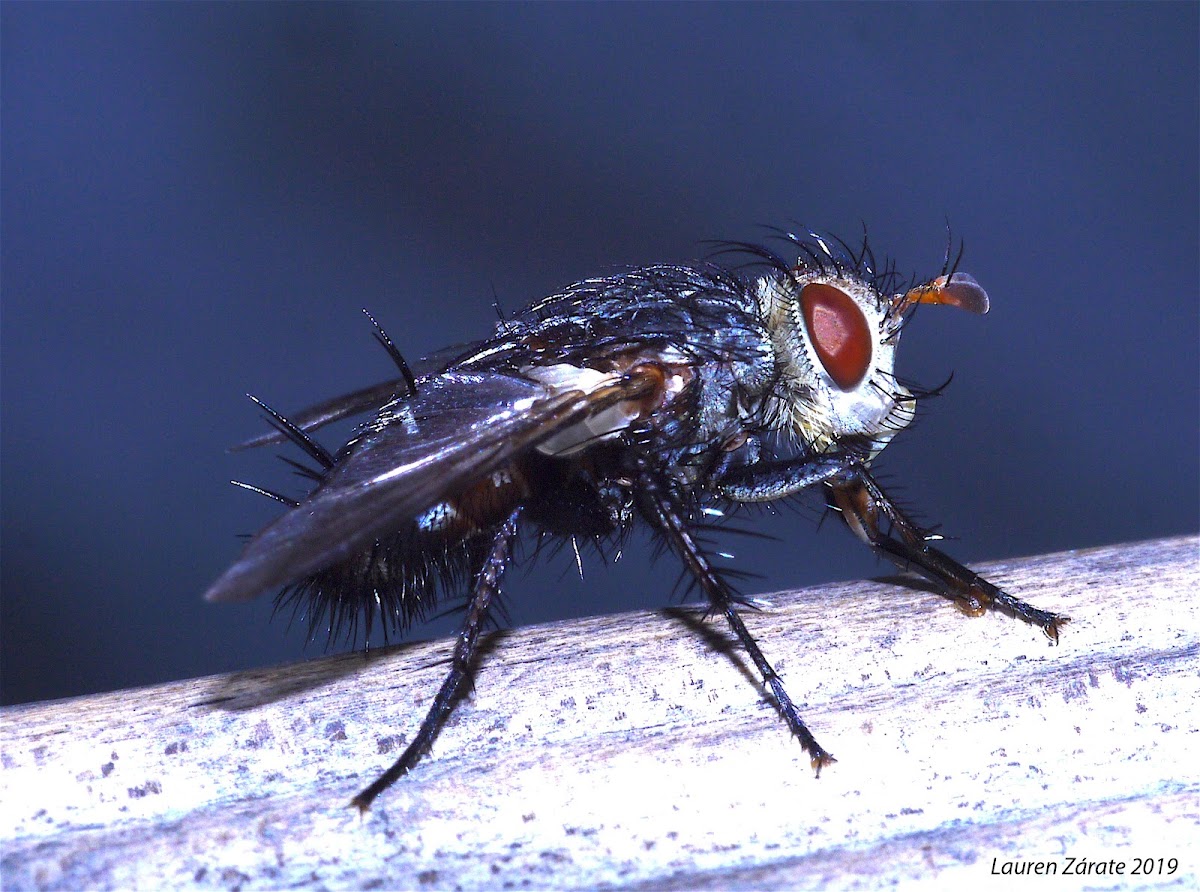 Tachinid Fly