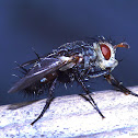 Tachinid Fly