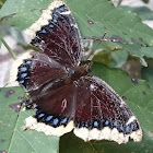 Mourning Cloak