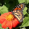 Monarch Butterfly