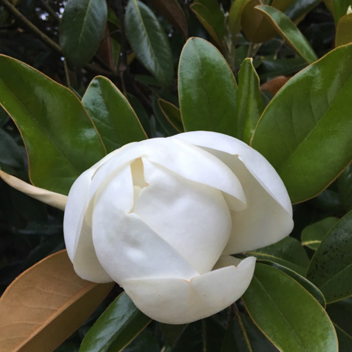 Southern magnolia