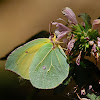 Cleopatra canaria (Canary island brimstone)