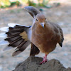 Mourning Dove