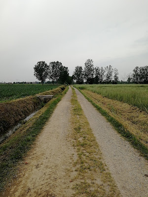 Gradazione di verde di MarciBianchessi