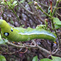 Oleander Hawk-Moth Caterpillars