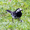 Pied Wagtail