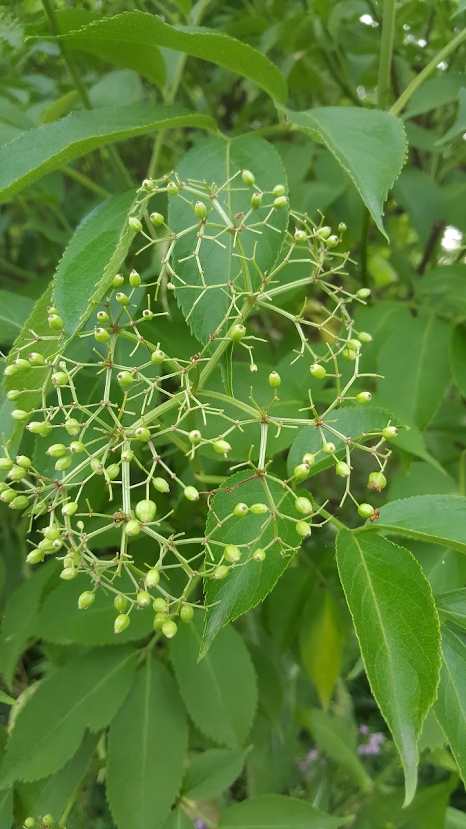 Elderberry?