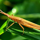 Pinkwinged Grasshopper