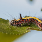 Grey dagger moth larva