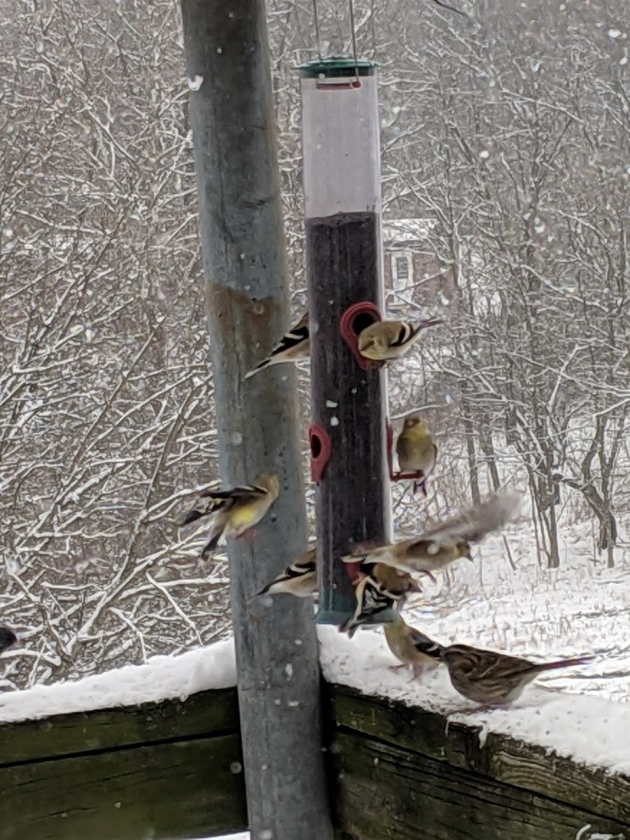 American Goldfinch