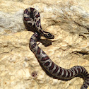 Eastern Milk Snake