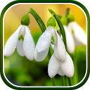 App herunterladen Spring Flowers Live Wallpaper Installieren Sie Neueste APK Downloader