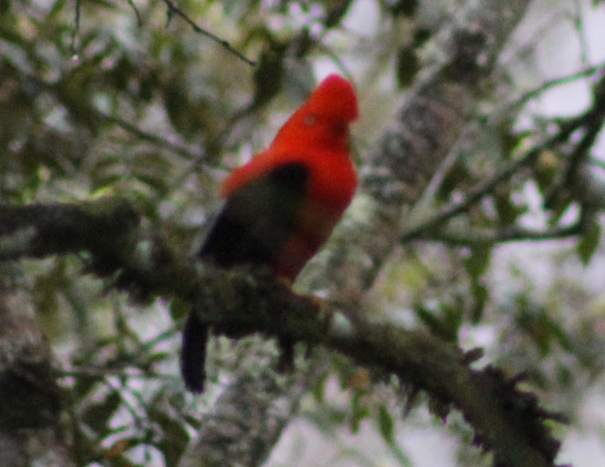 Gallito de roca andino