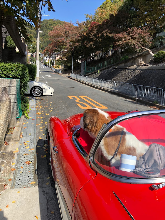 911 クーペの同じ996を選ぶ馬鹿・流石に売り切りました・空冷でないとね・愛犬モコ・シボレーコルベットC1に関するカスタム事例の投稿画像3枚目