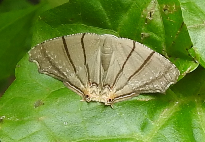 Uraniidae moth