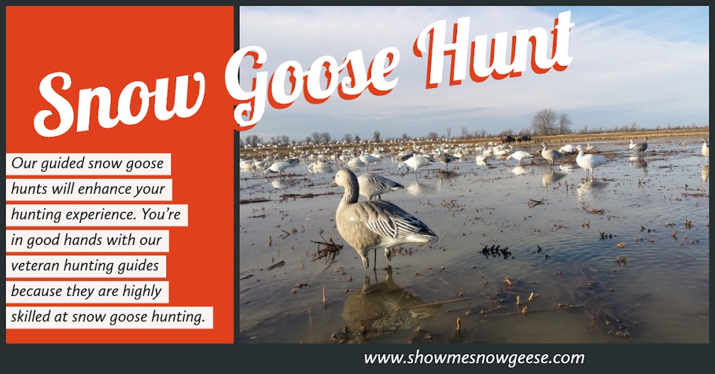 snow goose hunt