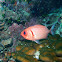 Blotcheye soldierfish