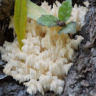 Bear's Head Tooth