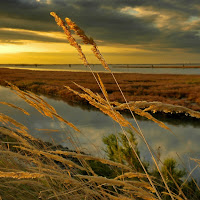 Canneto nella laguna veneta  di 