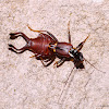 Strange Earwig