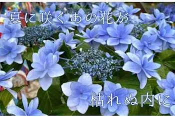 夏に咲いたあの花が枯れぬうちに