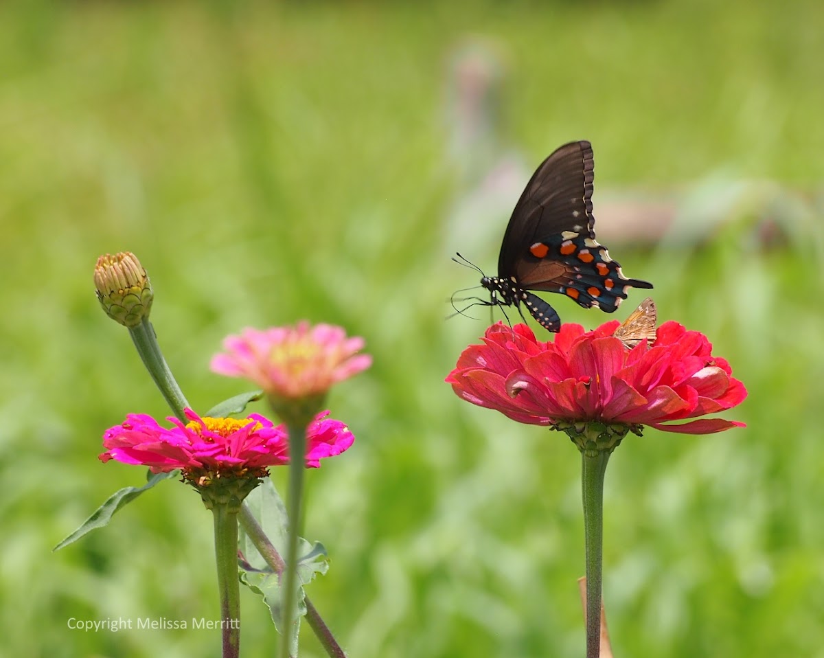 Pipevine Swallowtail