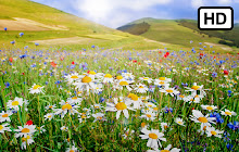 Wild Flowers HD Wallpapers New Tab Theme small promo image