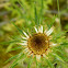 Carline thistle