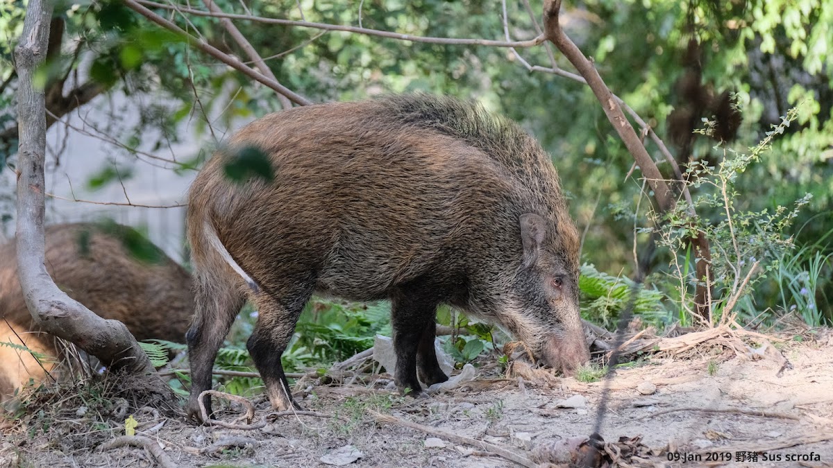 Sus scrofa 野豬