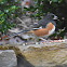 Spotted Towhee