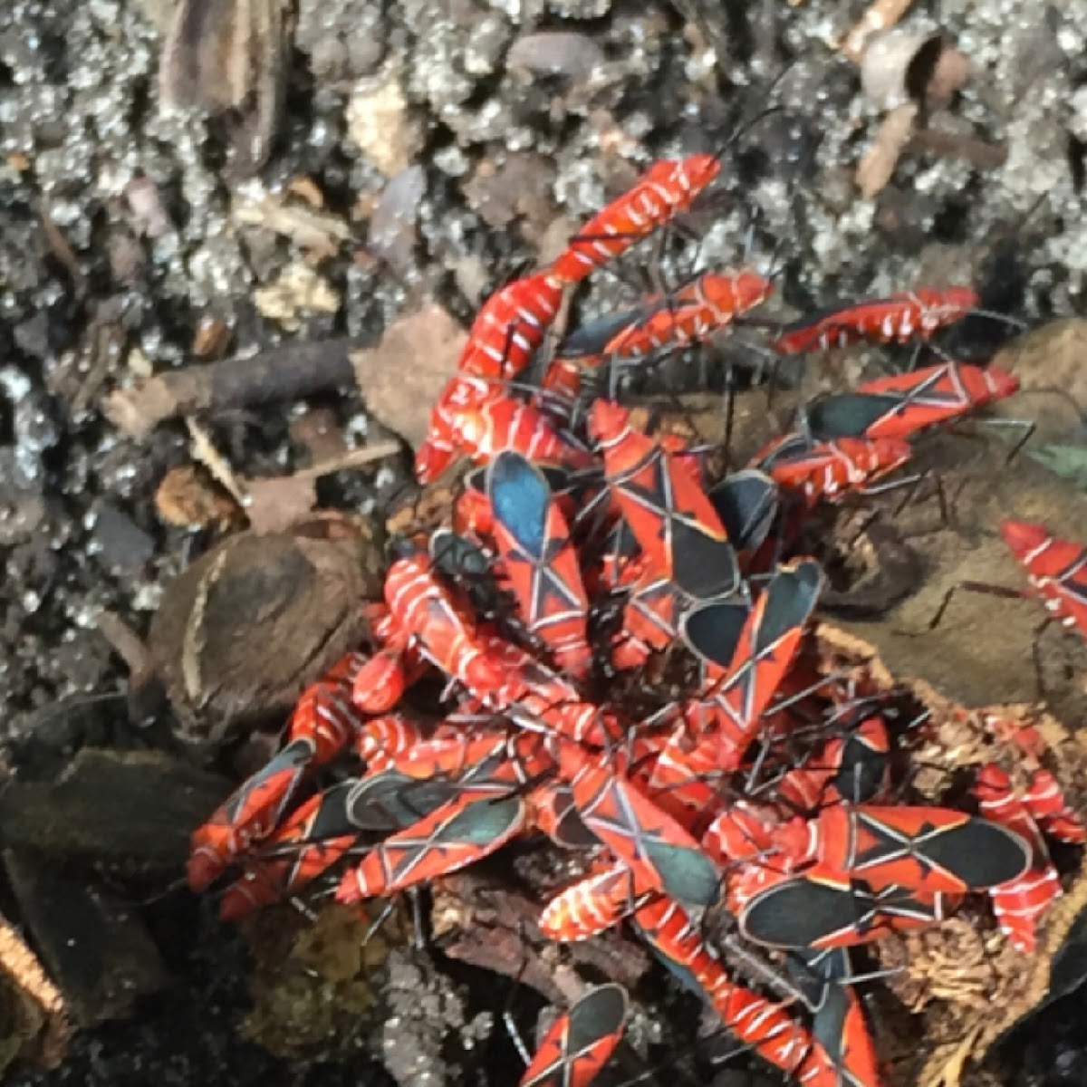 Red-shouldered bug(s)