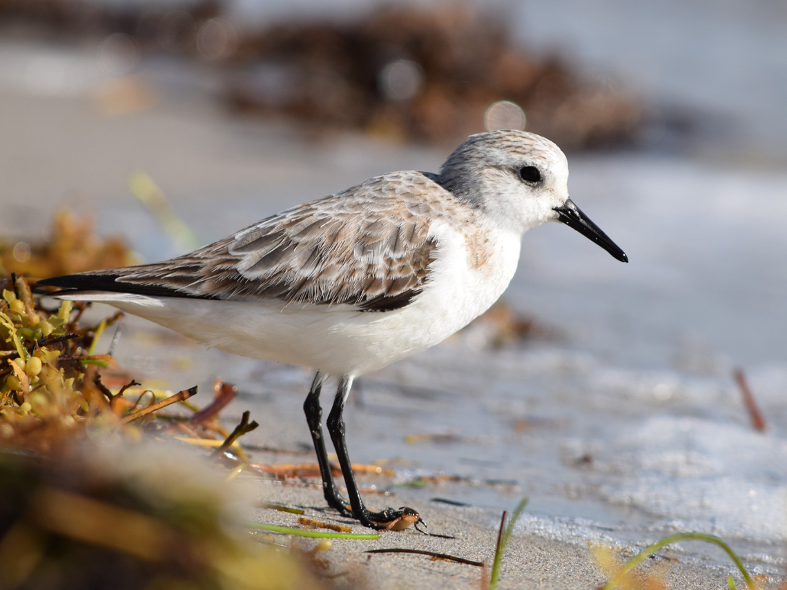 Sanderling