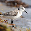 Sanderling