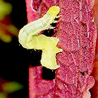 Cabbage Looper Moth