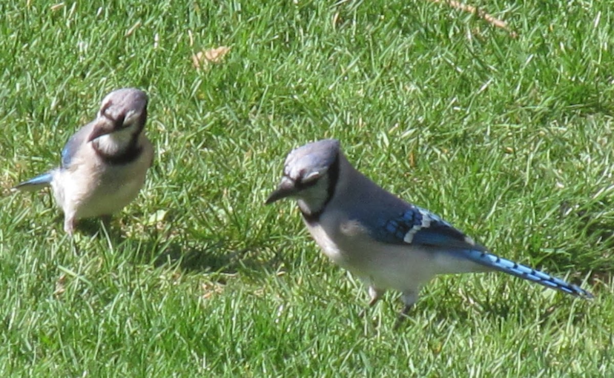 Blue Jay