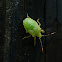 Pentatomidae 蝽