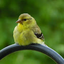 goldfinch (female)