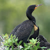 Cormorant