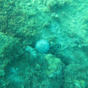 Variegated sea urchin