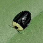 Tortoise beetle