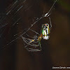 Orchard Spider